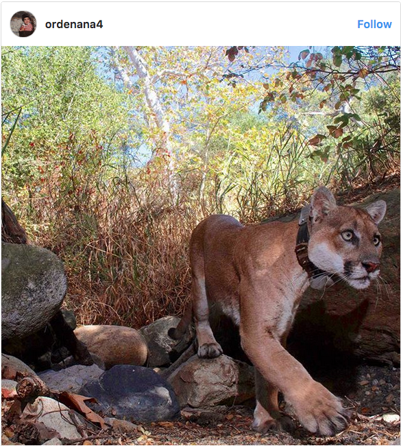 Instagram Cougars